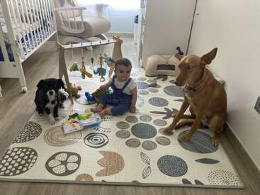 La imagen muestra a un bebé y dos perros sobre una alfombra en una habitación infantil, rodeados de juguetes y una cuna. El bebé va vestido con un mono azul y una camisa blanca.