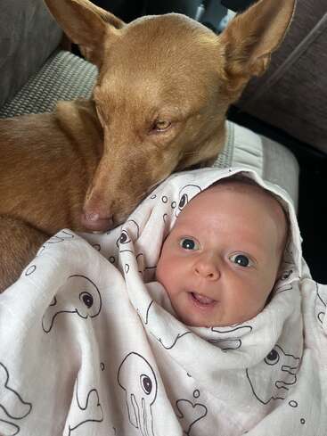 Un perro marrón claro se acurruca cariñosamente junto a un bebé sonriente de ojos grandes envuelto en una manta blanca estampada. Están cómodamente sentados juntos sobre una superficie blanda.