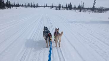Dois cães de trenó traçam uma linha azul por uma vasta paisagem nevada, rodeados por um terreno coberto de neve e árvores esparsas e sem folhas, sob um céu nublado.