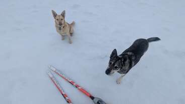 Dois cães estão na neve, um marrom e outro preto e cinza, ao lado de um par de esquis vermelhos e brancos no chão.