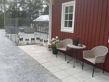A group of dogs stands behind a wire fence by a red house. Two chairs and a small table with potted flowers sit on a tiled patio.