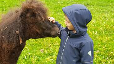 A young child in a blue hooded jacket gently pets a small brown pony on the head. Both stand in a grassy field with scattered flowers.