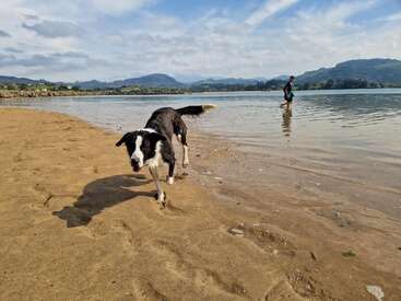 Ein schwarz-weißer Hund läuft an einem Sandstrand am Wasser entlang, während eine Person im seichten Wasser steht und im Hintergrund Berge zu sehen sind.