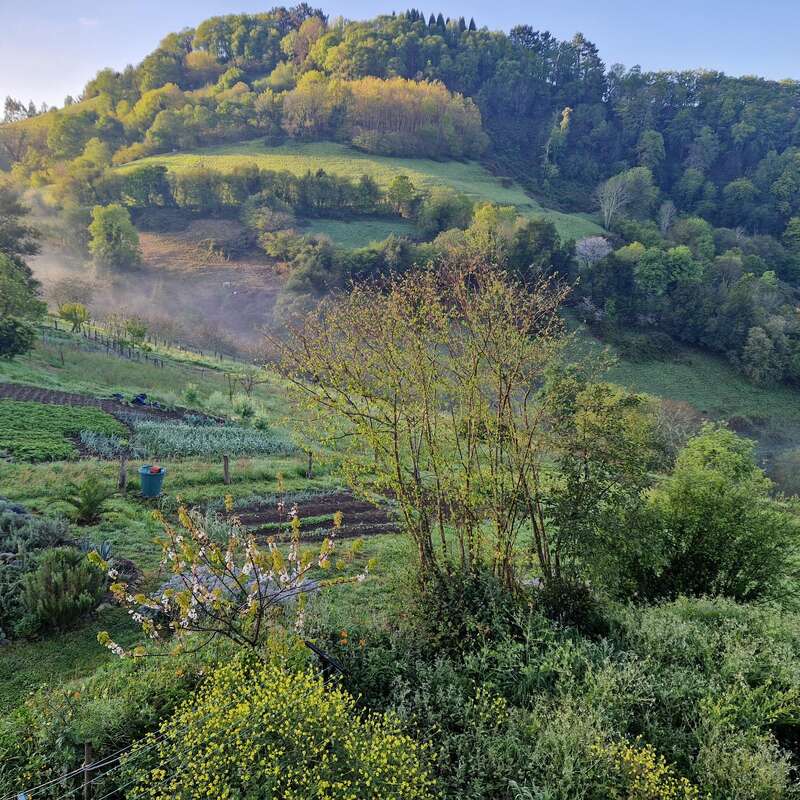 Ein üppiger, grüner Hang, übersät mit Bäumen und kleinen blühenden Blumen. Über den Gemüsegärten steigt sanft Nebel auf. Das frühe Morgenlicht taucht die ruhige und friedliche Landschaft in ein sanftes Licht.