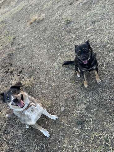 Deux chiens heureux sont assis sur un sol sec et herbeux en plein air. L'un est gris et blanc et sourit de manière espiègle, tandis que l'autre est noir, tous deux regardant l'appareil photo avec amour.