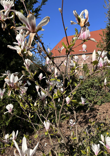De délicates fleurs de magnolia roses et blanches s'épanouissent sur les branches sous un ciel d'un bleu éclatant, avec en arrière-plan un bâtiment au toit rouge et de la verdure. Une scène printanière.