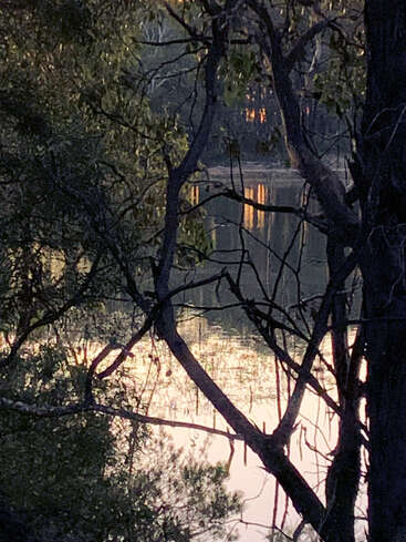 À travers les branches denses et silhouettées, l'eau tranquille reflète la lumière dorée du soleil, créant une scène sereine et rêveuse. Des touches de verdure encadrent la vue paisible, évoquant la beauté tranquille de la nature.