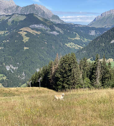 A imagem mostra uma paisagem montanhosa serena com um cachorro em um campo de grama alta, cercado por árvores e montanhas ao fundo.