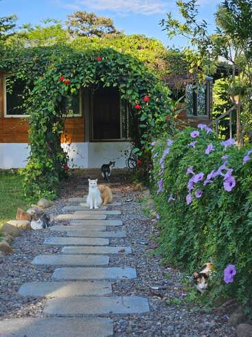 A charming garden path leads to a cottage entrance draped in vines and flowers, with five cats relaxing along the walkway and among blooming bushes.