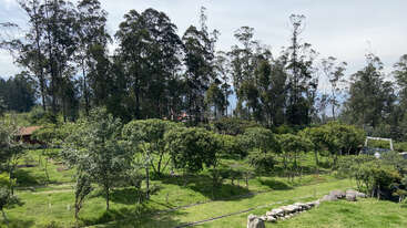 Esta imagen muestra un paisaje frondoso y verde con muchos árboles pequeños, un prado cubierto de hierba, un bosque alto al fondo y rocas dispersas en primer plano.