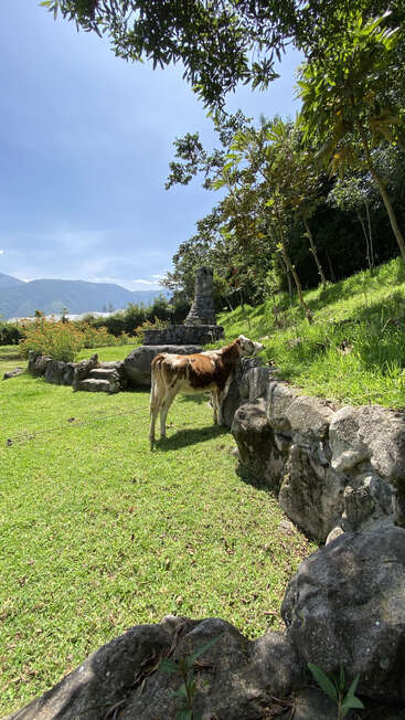 Un ternero marrón y blanco está junto a un muro de piedra, pastando en una pradera verde y soleada, rodeada de árboles, montañas y un cielo azul brillante.