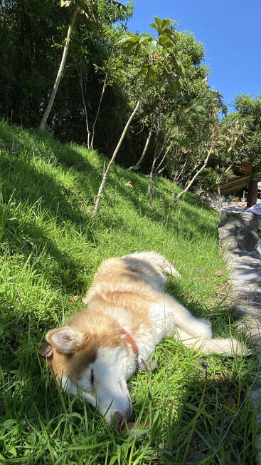 Un perro de pelaje marrón claro y blanco duerme plácidamente sobre la hierba verde, a la sombra de los árboles, bañado por la cálida luz del sol, al aire libre.