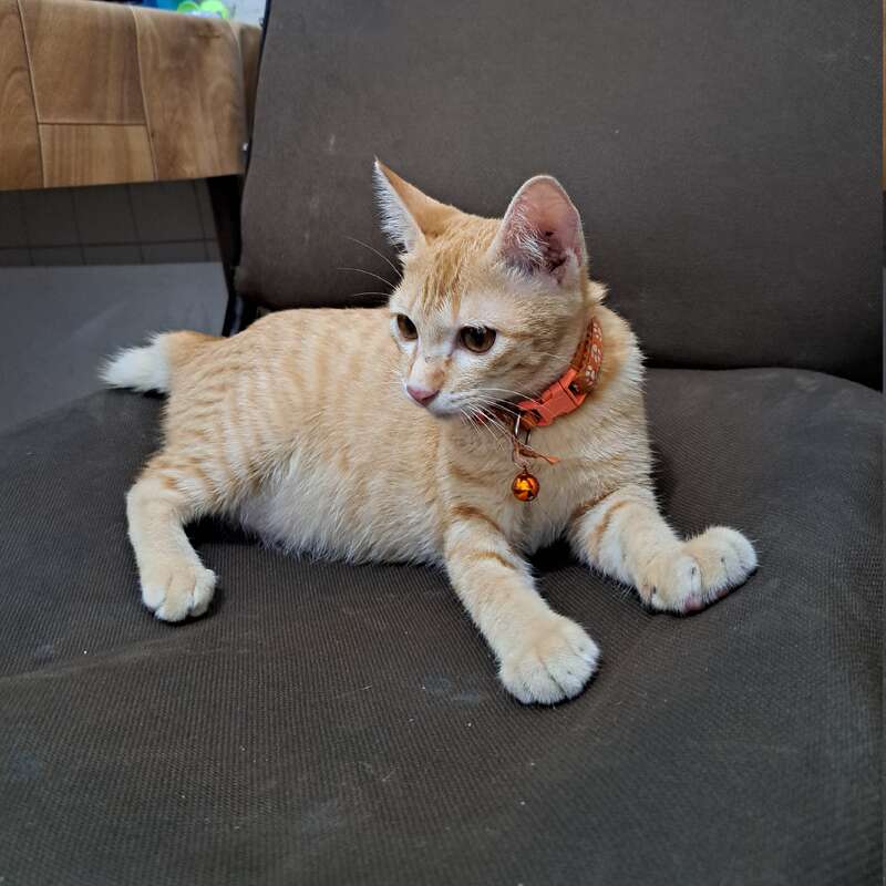 La imagen muestra a un gato atigrado naranja recostado en un sofá gris oscuro, adornado con un collar naranja y un pequeño cascabel, mirando hacia la izquierda.