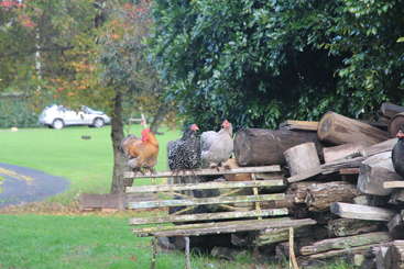 The image shows a group of chickens standing in a fenced area, with a few chickens standing on the ground and others perched on top of the fence. The chickens are brown and white.