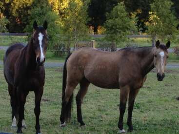 The image depicts two horses standing in a grassy field, with trees and a fence visible in the background. The horses are brown and tan.