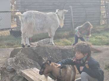 Un jeune garçon caresse une chèvre brune tandis qu'un autre enfant s'amuse en arrière-plan. Une chèvre blanche se tient sur un rocher près d'une exploitation agricole clôturée.