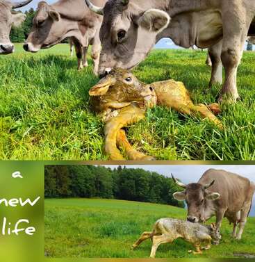 Un veau nouveau-né est couché dans l'herbe tandis que sa mère et d'autres vaches l'observent et prennent soin de lui. La légende de la photo indique « une nouvelle vie ». Un beau commencement.