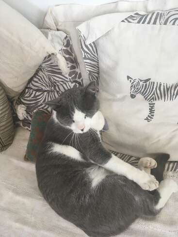 La imagen muestra a un gato gris y blanco recostado en un sofá, rodeado de cojines con estampados de cebra, con las patas levantadas en una pose relajada.