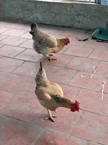 La imagen representa a dos gallinas de pie en un patio de ladrillos rojos, con un objeto verde y un muro de fondo, que desprenden una sensación de serenidad y belleza natural.
