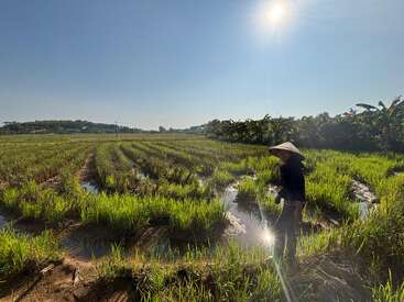 Un agricultor con sombrero tradicional está de pie en un arrozal exuberante e iluminado por el sol, con hileras llenas de agua, bajo un cielo azul despejado y un sol radiante.