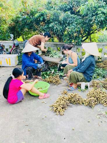 Cinco personas, entre ellas un niño, clasifican y recogen frutos de longan al aire libre. Al fondo se ven árboles y una bicicleta. El grupo trabaja junto, charlando y sonriendo.