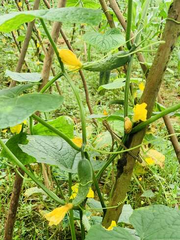 Esta imagen muestra una planta de pepino sana con hojas verdes, flores amarillas y pepinos jóvenes que crecen en lianas sostenidas en un exuberante entorno de jardín.