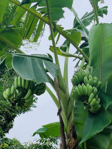 Esta imagen muestra un platanero con grandes hojas verdes y varios racimos de plátanos verdes inmaduros colgando, rodeado de frondoso follaje contra un cielo nublado.