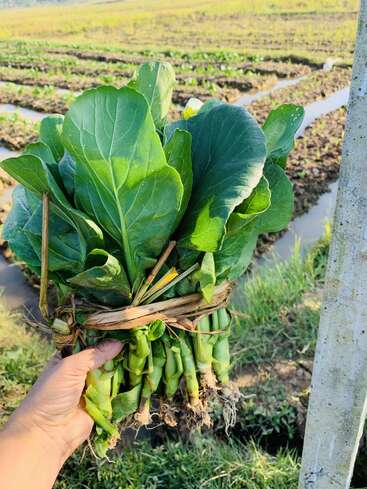 Una mano sostiene un manojo de verduras de hoja verde recién cosechadas, atadas con una fibra natural, sobre un fondo de verdes tierras de labranza y canales de riego.
