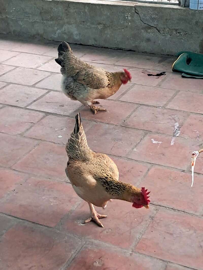 La imagen representa a dos gallinas de pie en un patio de ladrillos rojos, con un objeto verde y un muro de fondo, que desprenden una sensación de serenidad y belleza natural.