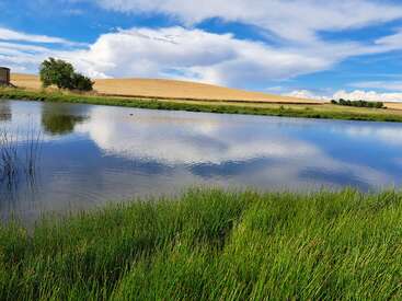 A serene pond reflects blue sky and puffy clouds, bordered by lush green grass, rolling golden fields, and distant trees under a bright, tranquil atmosphere.
