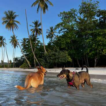 Dos perros juegan alegremente en aguas poco profundas en una hermosa playa tropical, rodeados de altas palmeras y exuberante vegetación bajo un cielo azul claro.