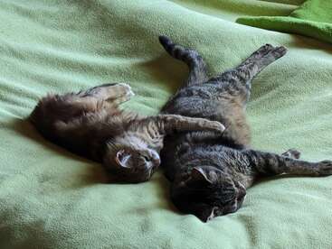 Two cats are lying comfortably on a soft green blanket, snuggling together while sleeping. One cat has its paw draped over the other cat.