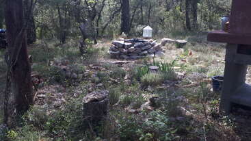 A rustic woodland clearing features a stone fire pit, scattered rocks, lush green plants, tree stumps, a lantern, and shaded forest surroundings with dappled sunlight.