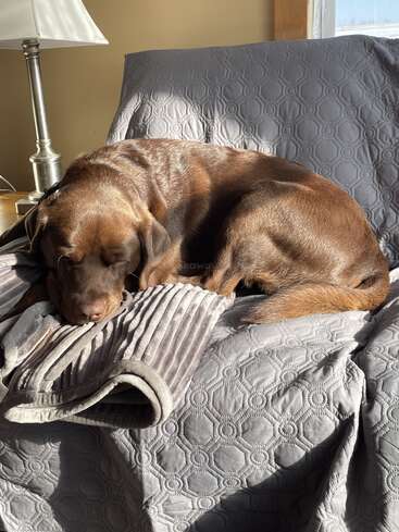 Un labrador de color chocolate duerme plácidamente sobre una manta acolchada gris, bajo la cálida luz del sol, acurrucado en un cómodo sillón junto a una lámpara y una ventana.