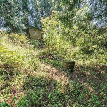 Sunlight filters through dense green foliage in a forest clearing. A small wooden shed sits partially hidden among tall trees and ferns, beside an empty barrel.
