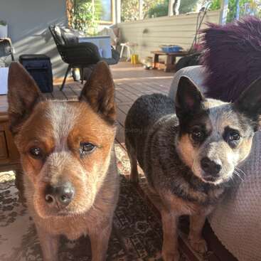 Dos perros ganaderos australianos están de pie en el interior, sobre una alfombra, mirando atentamente a la cámara. La luz del sol entra por la ventana, creando un ambiente acogedor.