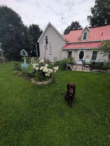 Uma aconchegante casa de campo com telhado vermelho, cercada por grama verdejante e flores brancas em flor, tem um labrador chocolate sentado no quintal.