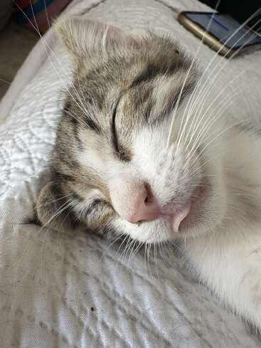 A close-up of a content, sleeping tabby cat with a pink nose, lying on a white textured blanket. A smartphone rests in the background.