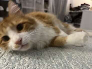 A ginger and white cat is lying on a bed, close to the camera. The background is slightly blurred, showing shelves and household items. Cozy scene.