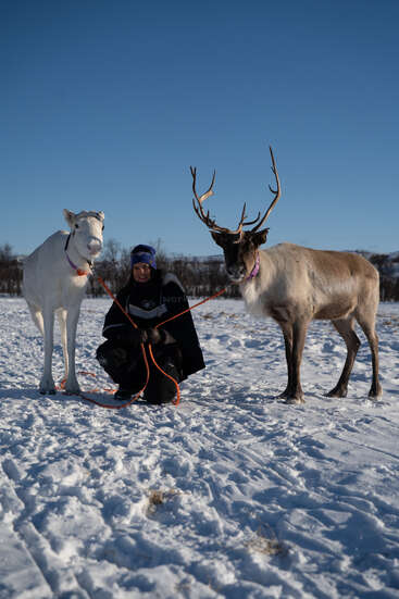 A person squats in the snow, holding leashes attached to two reindeer—one white and one brown—under a bright blue, clear winter sky.