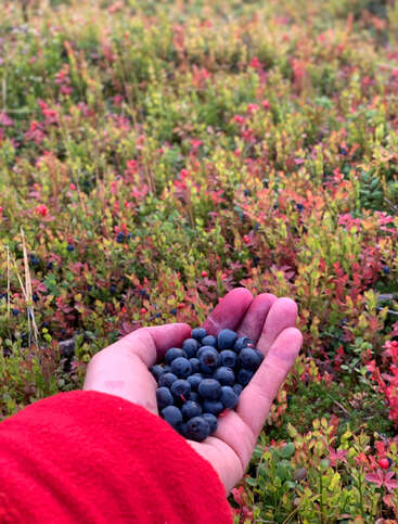 Una mano con una manga roja sostiene arándanos recién recolectados sobre un colorido campo con follaje verde y rojizo, que sugiere el otoño y una productiva cosecha de bayas.