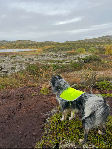 Un perro esponjoso con un chaleco amarillo brillante está de pie en un paisaje rocoso, con vistas a pintorescas colinas y un lago bajo un cielo nublado, rodeado de follaje otoñal.