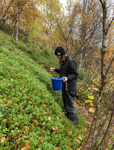 Una persona vestida con ropa negra de exterior y un gorro recoge bayas en una ladera verde y frondosa, con un cubo azul en la mano y rodeada de árboles otoñales.