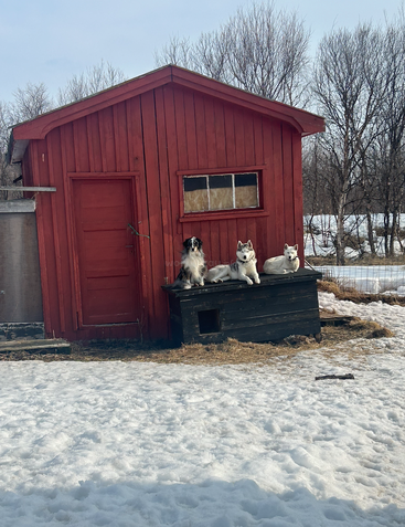 Three dogs sit atop a black kennel in front of a red wooden shed. Snow covers the ground, and leafless trees stand in the background.