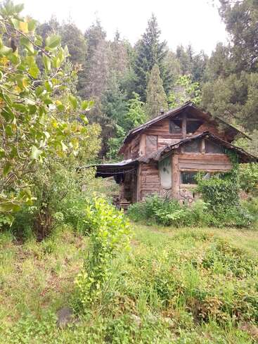 Una rústica cabaña de madera rodeada de exuberante vegetación y densos bosques. Plantas crecidas, árboles altos y hierba silvestre crean un entorno natural tranquilo y aislado.