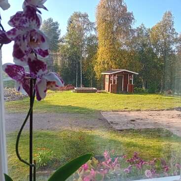 Ein heller, sonniger Garten, den man durch ein Fenster sieht, mit lila Orchideen im Vordergrund, einem kleinen Holzschuppen, grünem Gras und hohen Bäumen im Hintergrund.