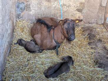 A brown goat lies on straw in a small enclosed space, resting with two newborn baby goats, or kids, nestled close to her side.
