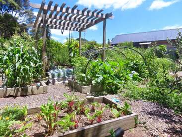 A thriving vegetable garden features raised beds, lush greenery, a wooden pergola, and various crops growing under bright sunshine beside a house with a blue roof.