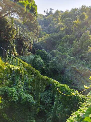 The image depicts a lush, dense forest with abundant greenery. Sunlight filters through tall trees and thick vines, creating a vibrant, enchanting, and serene natural landscape.