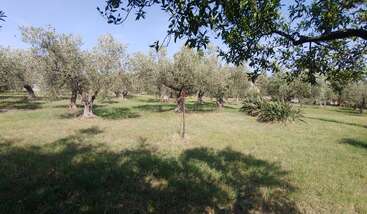 This image shows a sunny olive grove with numerous olive trees scattered across a grassy field. Shadows from branches create patterns. The sky is clear.